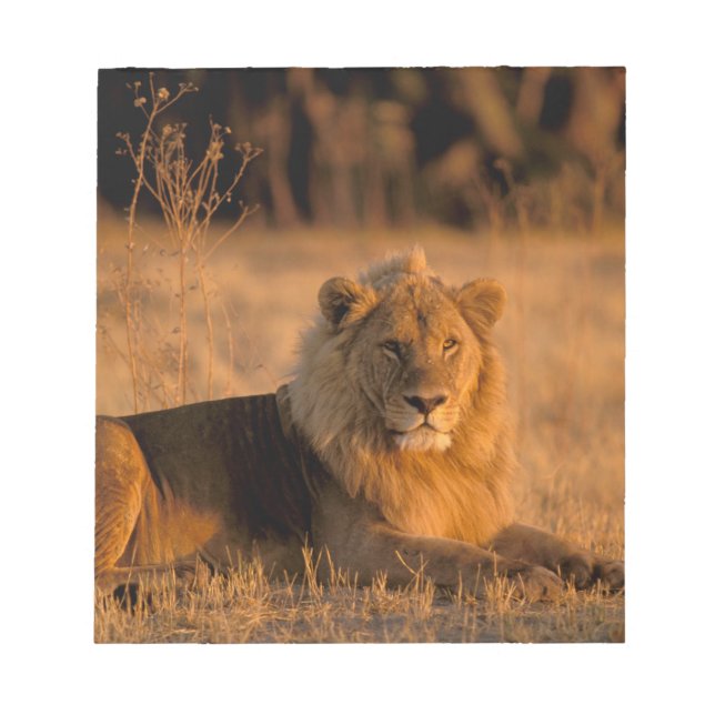 Bloc De Notas África, Botsuana, Delta del Okavango. León (Panthe (Frente)