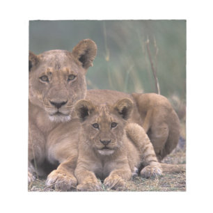 Bloc De Notas África, Botsuana, Delta del Okavango. Leones