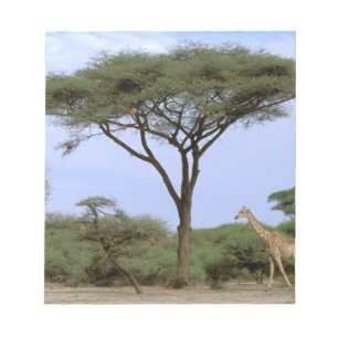 Bloc De Notas África, Botsuana, Delta del Okavango. Meridional