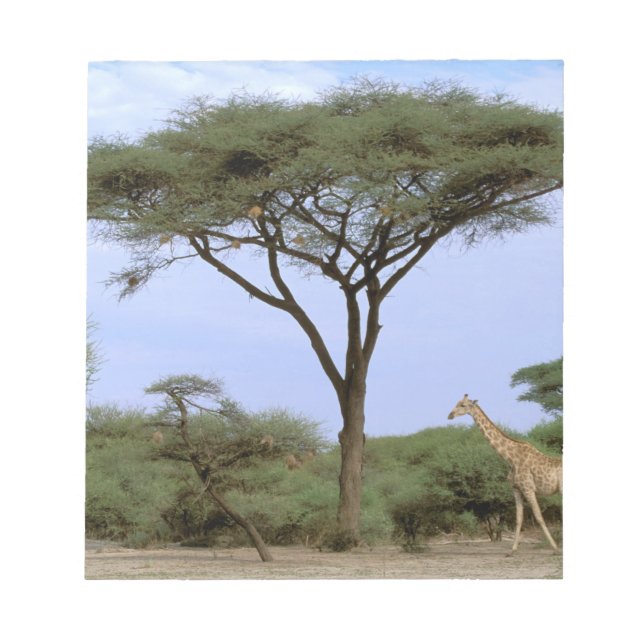 Bloc De Notas África, Botsuana, Delta del Okavango. Meridional (Frente)