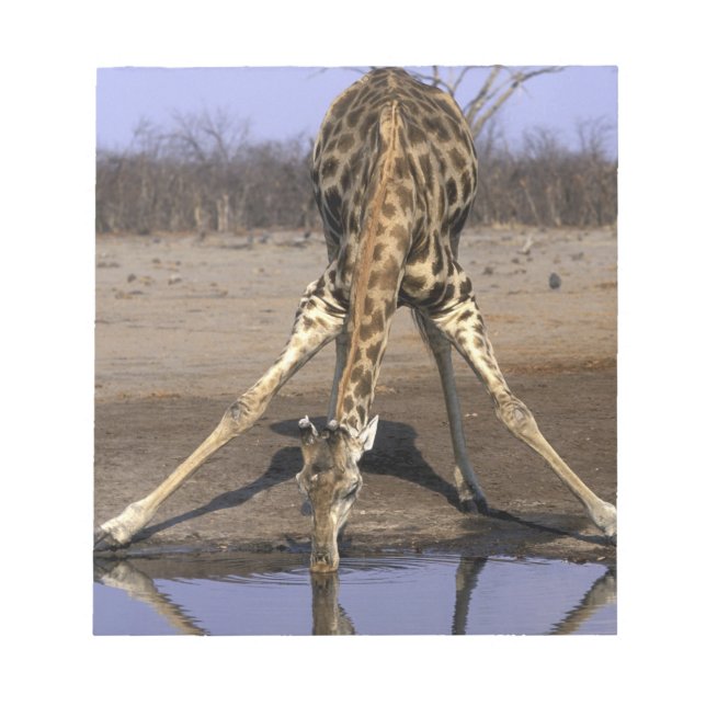 Bloc De Notas África, Botsuana, Parque Nacional Chobe, Jirafa (Frente)