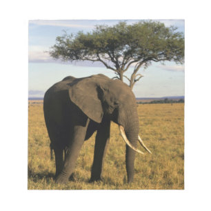 Bloc De Notas África, Kenia, Maasai Mara. Un elefante en el