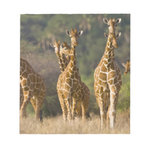 Bloc De Notas África. Kenia. Manada de jirafas reticuladas