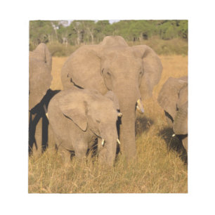 Bloc De Notas África, Kenia, Masai Mara. Elefante africano
