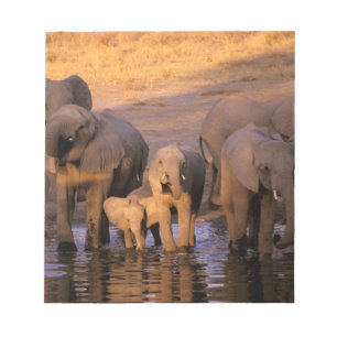 Bloc De Notas África, Kenia, Masai Mara. Elefantes (Loxodonta