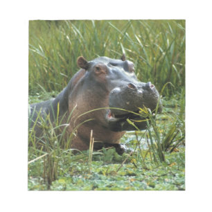 Bloc De Notas África, Kenia, Masai Mara NR. Una madre hipopótamo