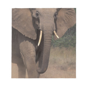 Bloc De Notas África, Kenia, Nanyuki, Mpala. Elefante africano.