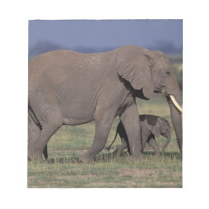 Bloc De Notas África, Kenia, Parque Nacional de Amboseli. Africa