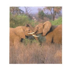 Bloc De Notas África, Kenia, Samburu. Desafío de elefante
