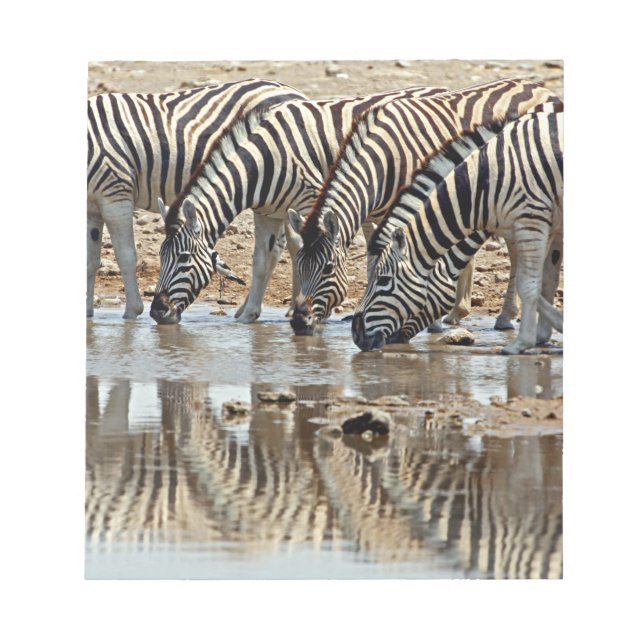 Bloc De Notas África, Namibia, Etosha NP. Cebra de Burchell (Frente)