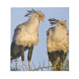 Bloc De Notas África. Tanzania. Aves secretarias en Ndutu