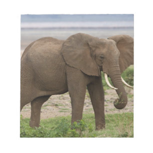 Bloc De Notas África. Tanzania. Elefante en el Parque Nacional d