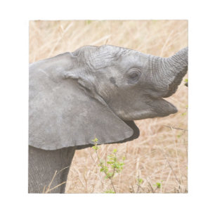 Bloc De Notas África. Tanzania. Elefante joven en Tarangire