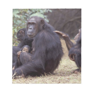Bloc De Notas África, Tanzania, Gombe NP hembra infantil