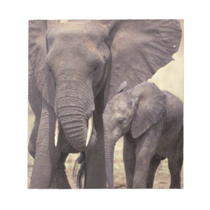 Bloc De Notas África, Tanzania, Parque Nacional Tarangire. 2