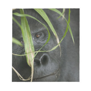 Bloc De Notas África, Uganda, Bwindi