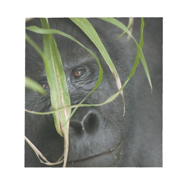 Bloc De Notas África, Uganda, Bwindi (Frente)