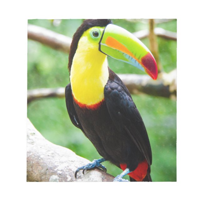 Bloc De Notas Agradable Toucan (Frente)
