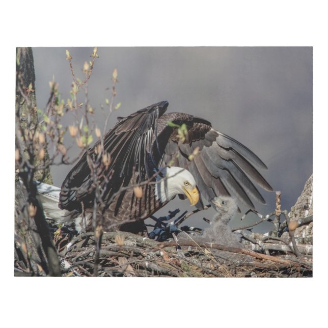 Bloc De Notas Águila calva con su bebé (Frente)