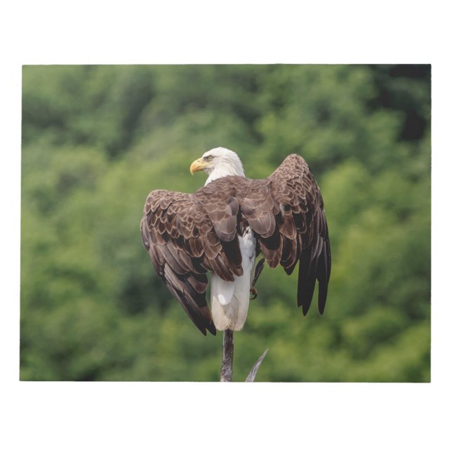 Bloc De Notas Águila calva en una rama (Frente)