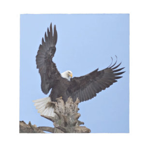 Bloc De Notas Águila calva (Haliaeetus leucocephalus) con alas