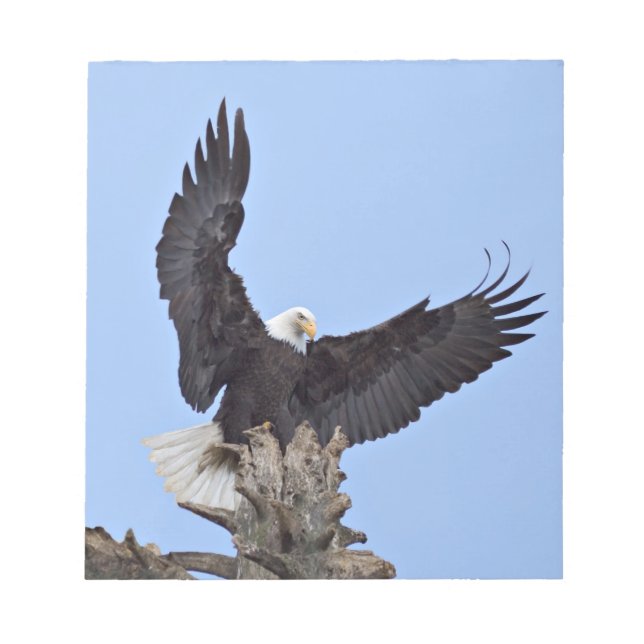 Bloc De Notas Águila calva (Haliaeetus leucocephalus) con alas (Frente)