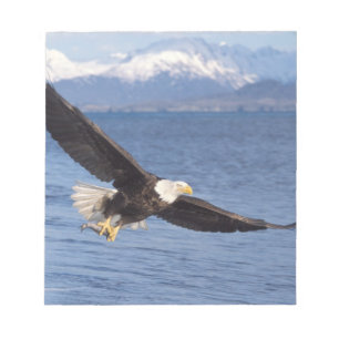 Bloc De Notas águila calva, Haliaeetus leucocephalus, en vuelo 4