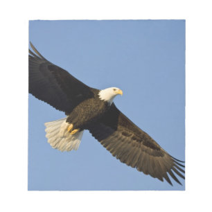 Bloc De Notas Águila calva, Haliaeetus leucocephalus, Homer, 4