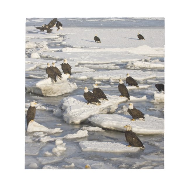 Bloc De Notas Águila calva, Haliaetus leucocephalus, Homer, 2 (Frente)