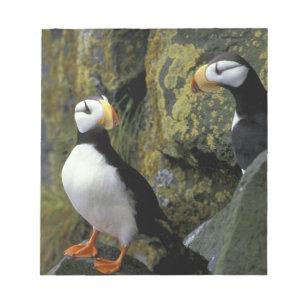 Bloc De Notas Alaska, Isla de San Pablo, las Pribilof, cuernibla