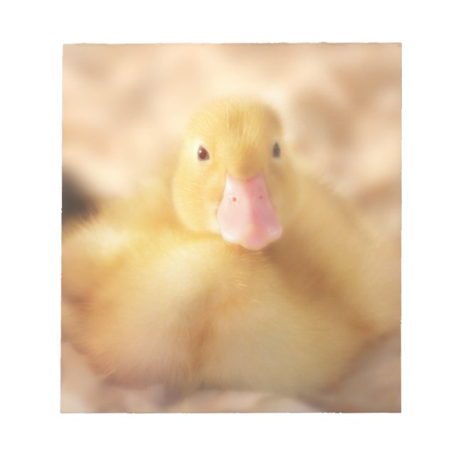 Bloc De Notas Alegre bebé de Pascua de Pato Amarillo Duckland (Frente)