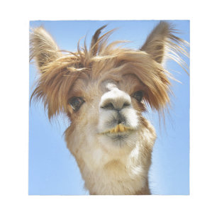 Bloc De Notas Alpaca con el pelo loco