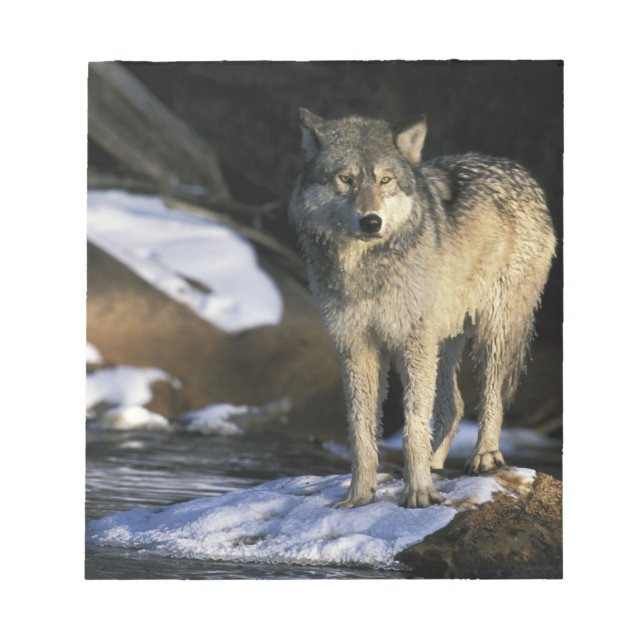 Bloc De Notas América del Norte, Estados Unidos, Minnesota. Wolf (Frente)