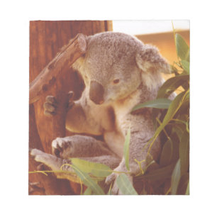 Bloc De Notas Amor de Koala