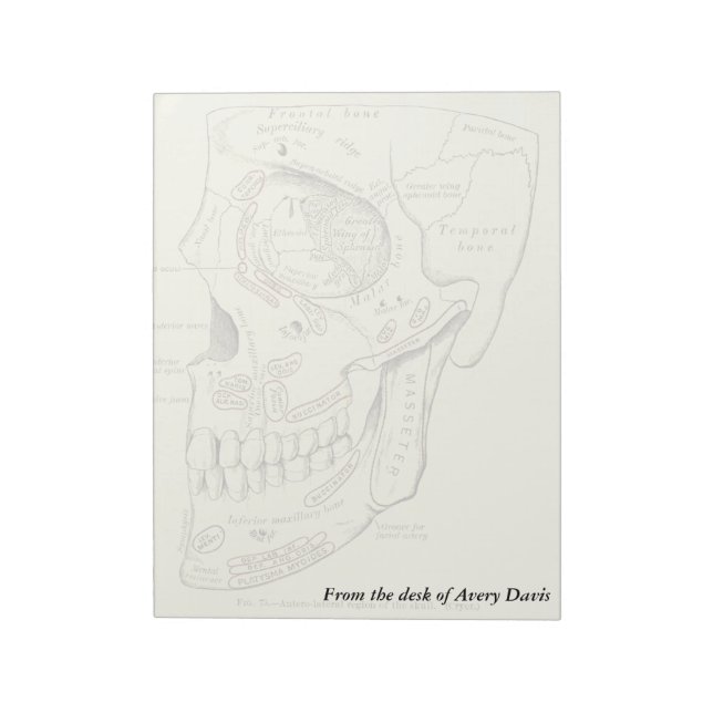 Bloc De Notas Anatomía de la vendimia Región anterolateral del c (Lado Izquierdo)