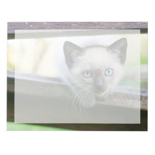 Bloc De Notas Animales Bebés más Lindos   Gatito Siamés 2