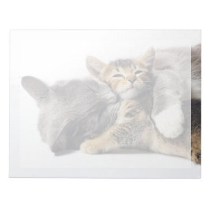Bloc De Notas Animales de bebé más afectados   Abrazo de gatitos