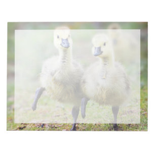 Bloc De Notas Animales de bebé más afectados Goslings Canadien