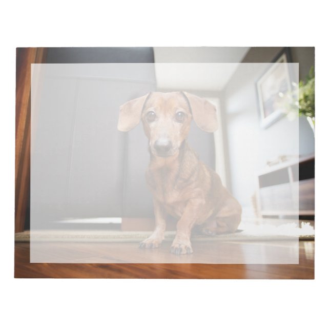 Bloc De Notas Animales de bebé más afectados | Mini Dachshund Pu (Frente)