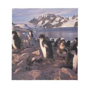 Bloc De Notas Antártida, crías de pingüino Adelie