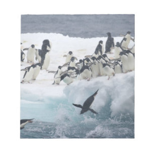 Bloc De Notas Antártida, Isla Paulet. Pingüinos Adelie