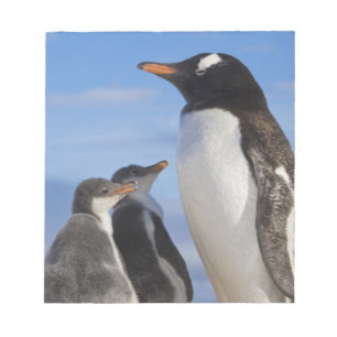 Bloc De Notas Antártida, Neko Cove (Puerto). Pingüino de Gentoo