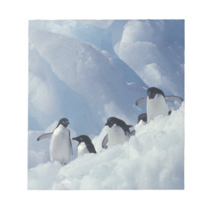 Bloc De Notas Antártida. Pingüinos Adelie