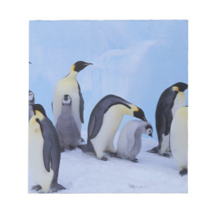 Bloc De Notas Antártida, Pingüinos Emperadores