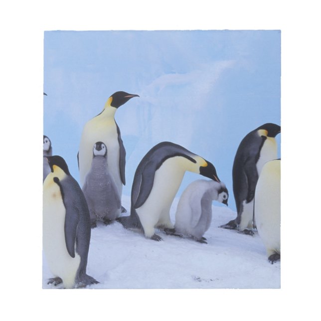 Bloc De Notas Antártida, Pingüinos Emperadores (Frente)