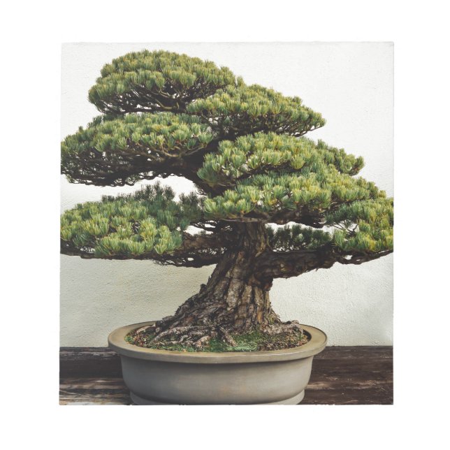 Bloc De Notas Árbol Bonsai De Pino Blanco Japonés (Frente)