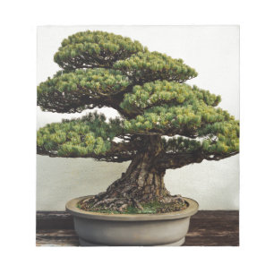 Bloc De Notas Árbol de los bonsais de White Pine del japonés