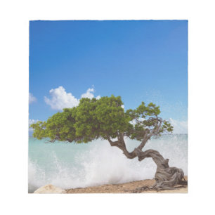 Bloc De Notas Árbol Divi Divi, Playa Eagle, Aruba, Caribe