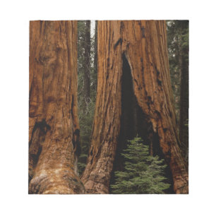 Bloc De Notas Árboles de secoya, Parque Nacional Sequoia.