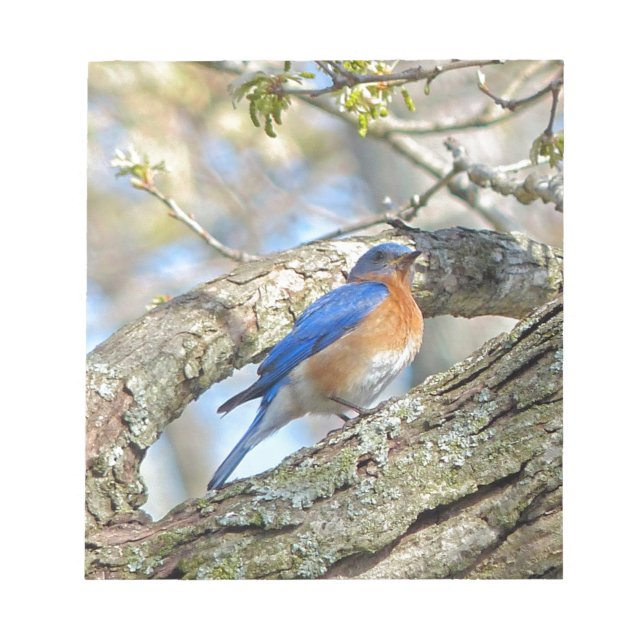 Bloc De Notas Aroma (Frente)